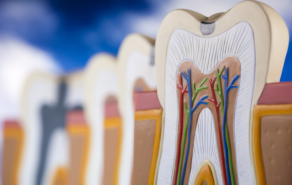 Traitement des dents à pulpe vivante Dentiste Attuil Régis | Endodontie à Paris 17